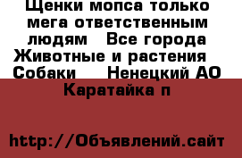 Щенки мопса только мега-ответственным людям - Все города Животные и растения » Собаки   . Ненецкий АО,Каратайка п.